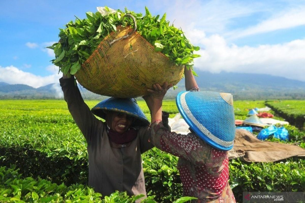 Holding Perkebunan Nusantara lepas ekspor teh ke Amerika Serikat
