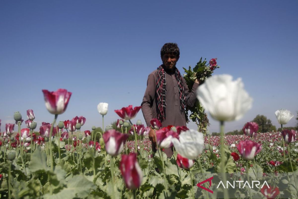 Taliban melarang budi daya opium di Afghanistan