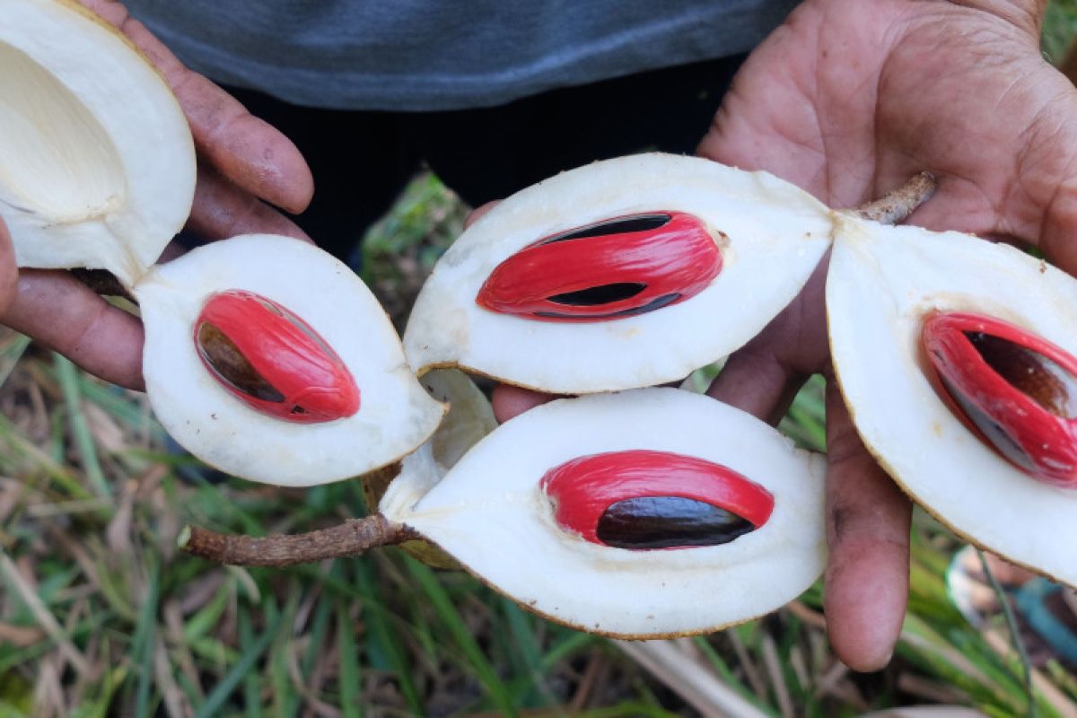 Pala Papua dalam kehidupan masyarakat Fakfak