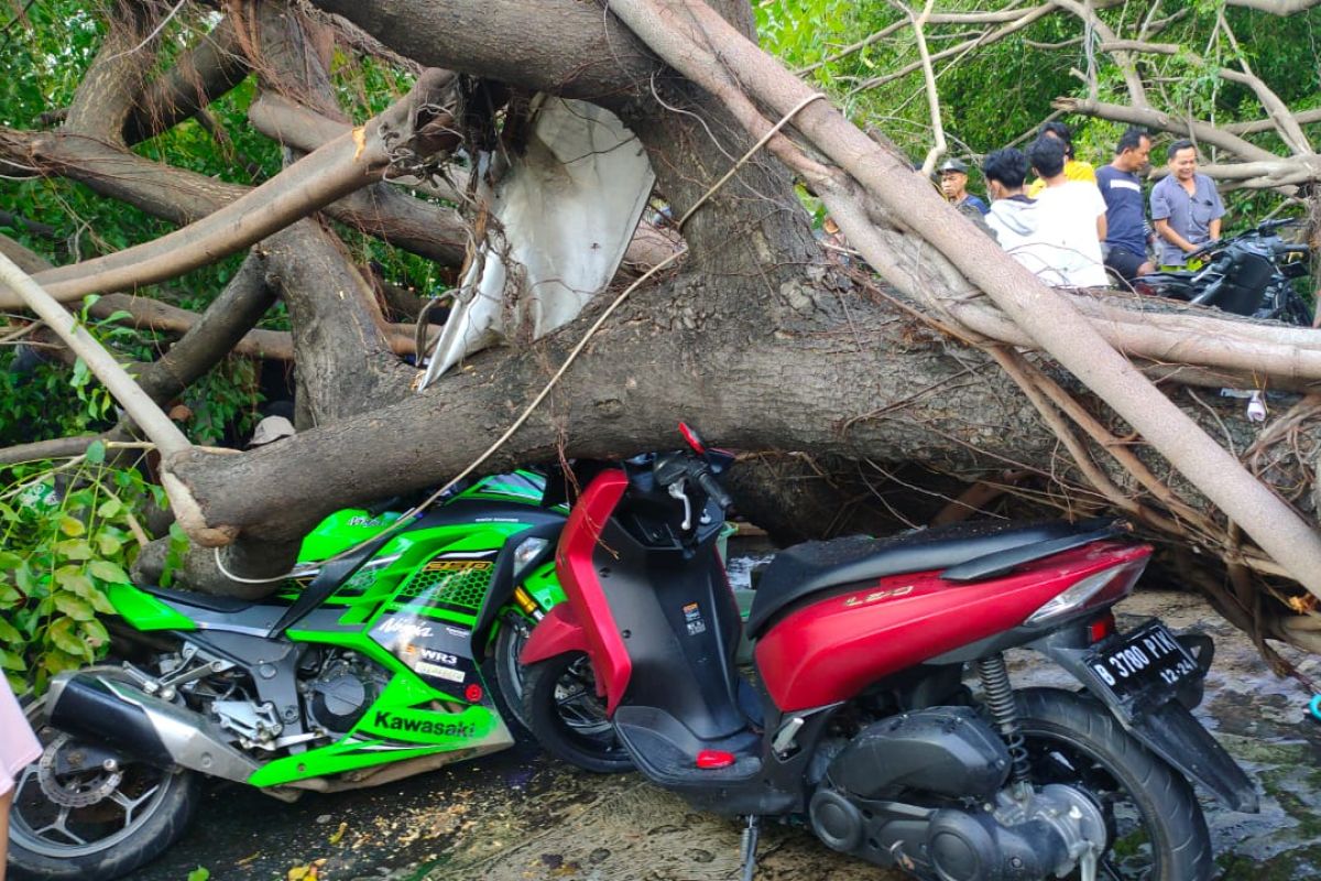 Antre dicuci, tujuh motor malah ringsek ditimpa pohon besar