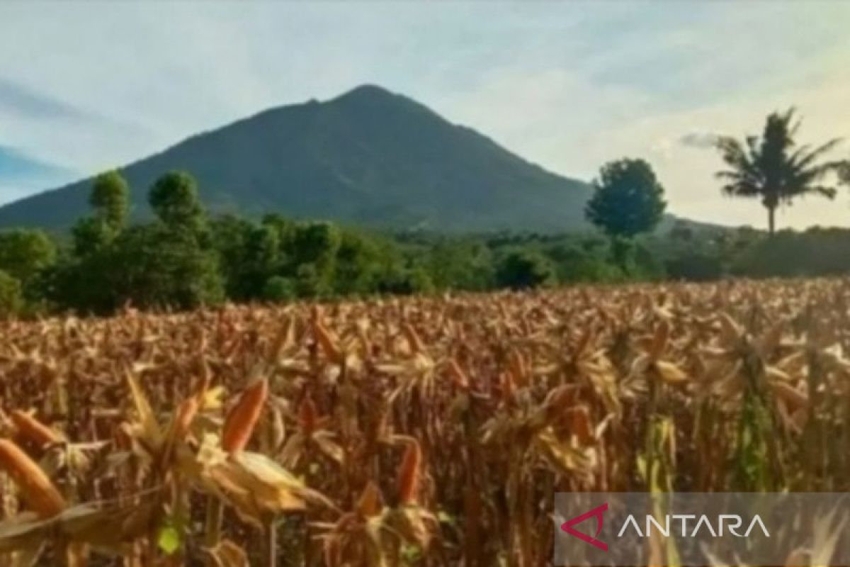 Petani NTT mampu produksi jagung 9 ton/ha lewat Program TJPS