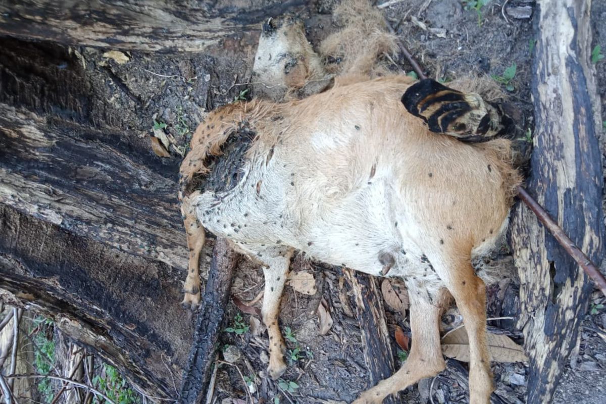 Dua kambing warga Maua Hilia Agam dimangsa harimau