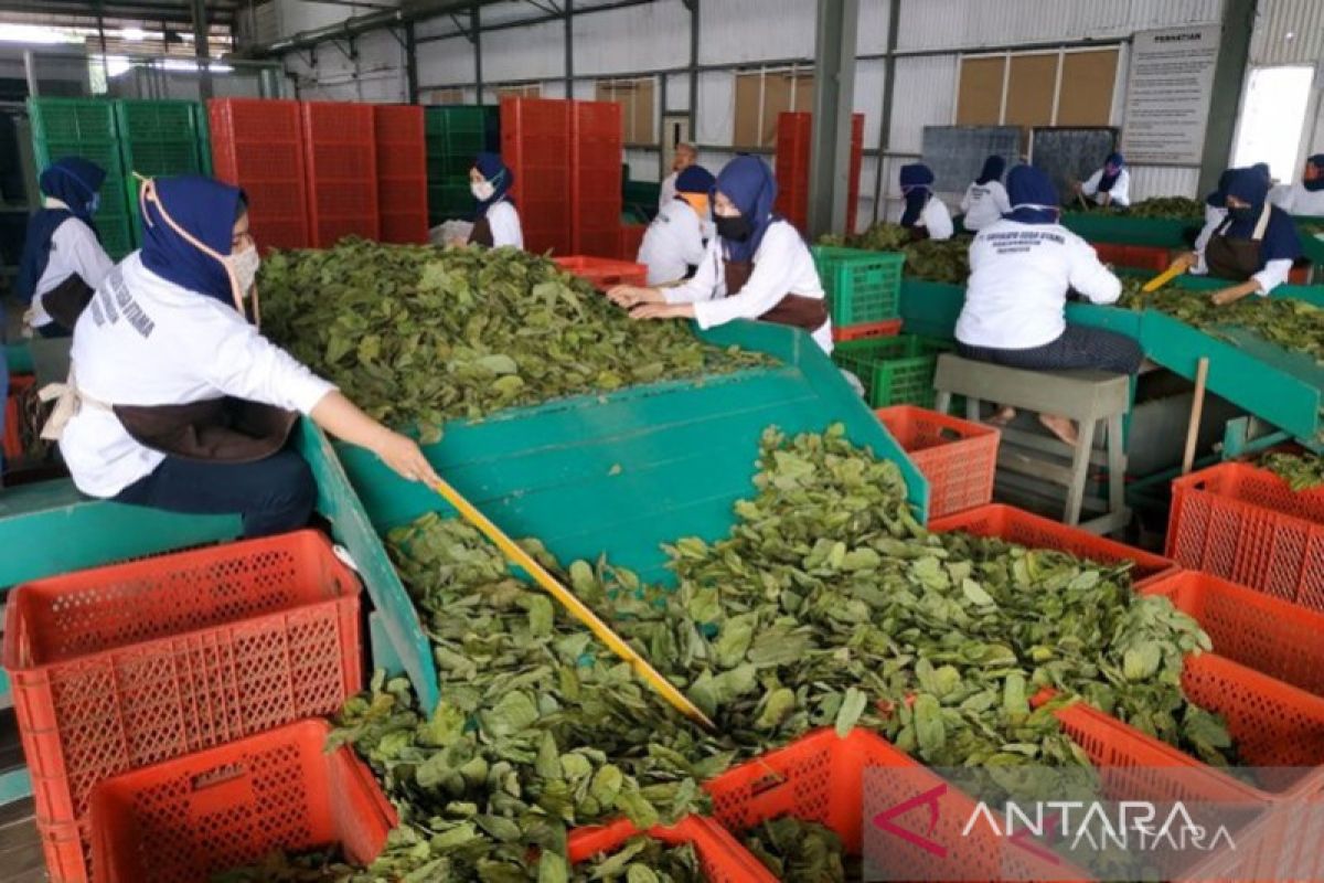 South Kalimantan's gelinggang leaf exports reach tens of tons