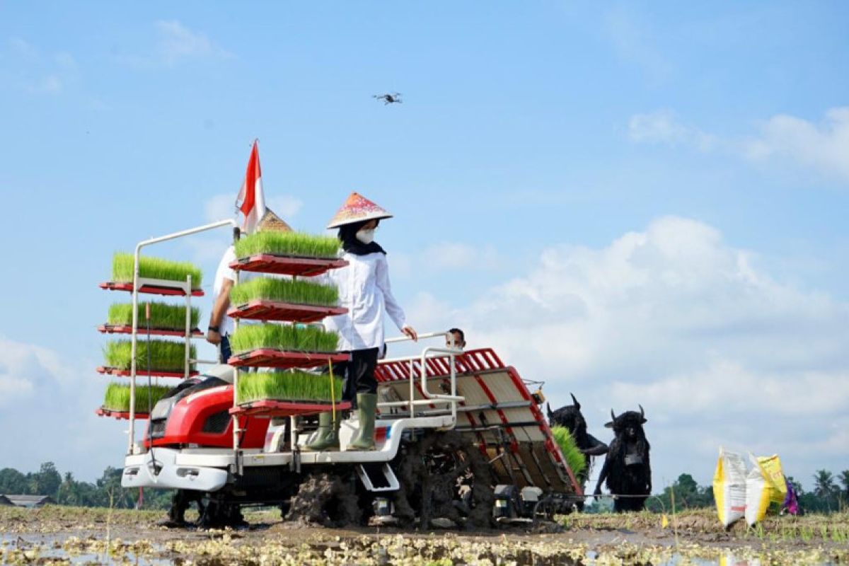 Kementan gelontorkan 197 ton benih padi untuk petani Banyuwangi