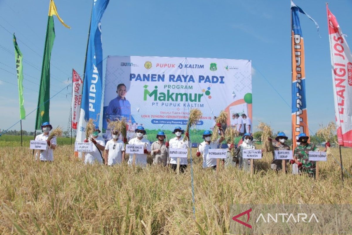 Program Makmur PKT tingkatkan hasil padi Sidrap hingga 8,5 ton per hektare