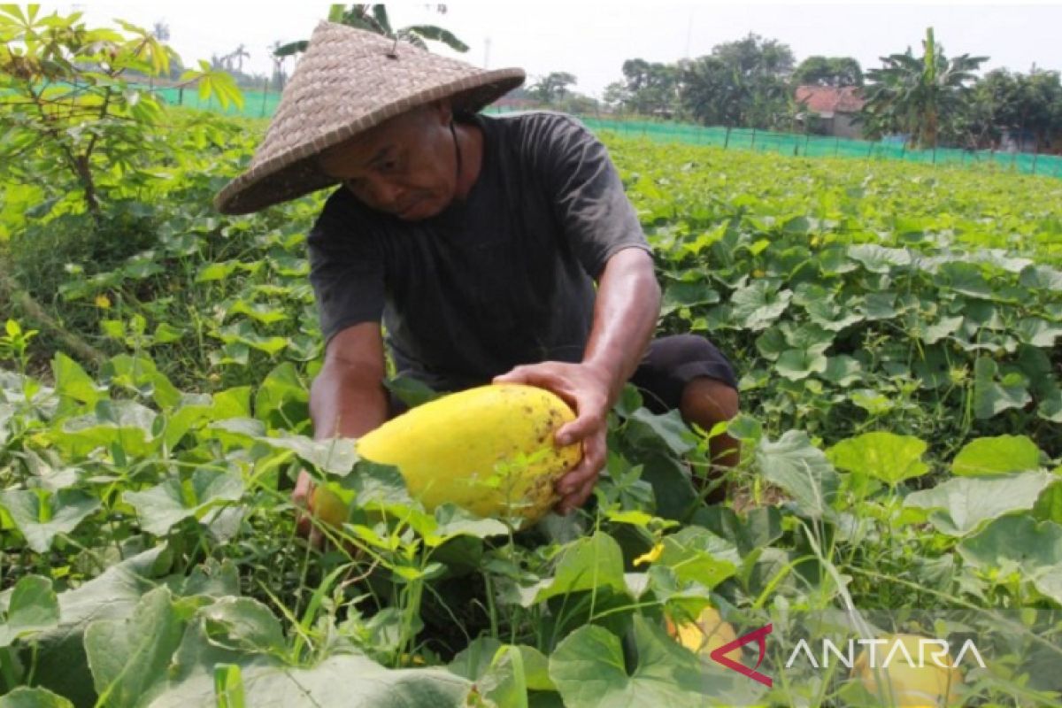 Petani di Karawang tanam timun suri saat Ramadhan