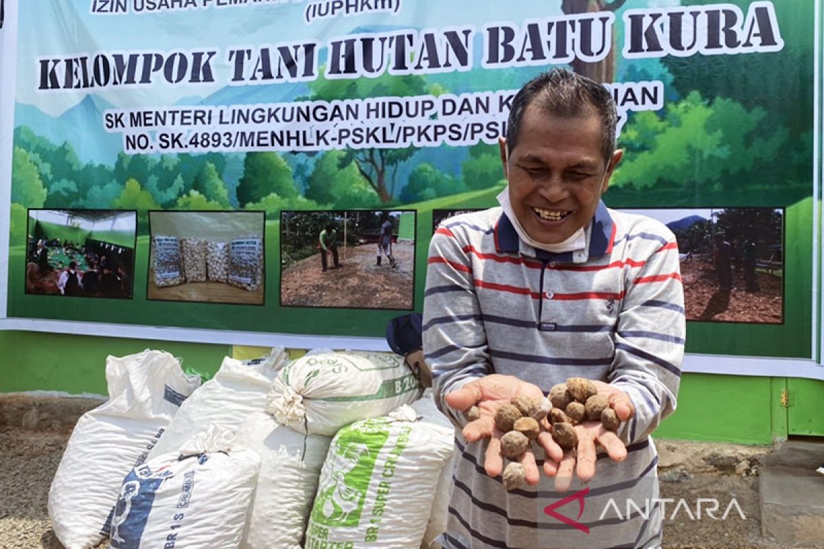 Kebangkitan pemanfaatan kemiri di Tanah Laut, Kalsel