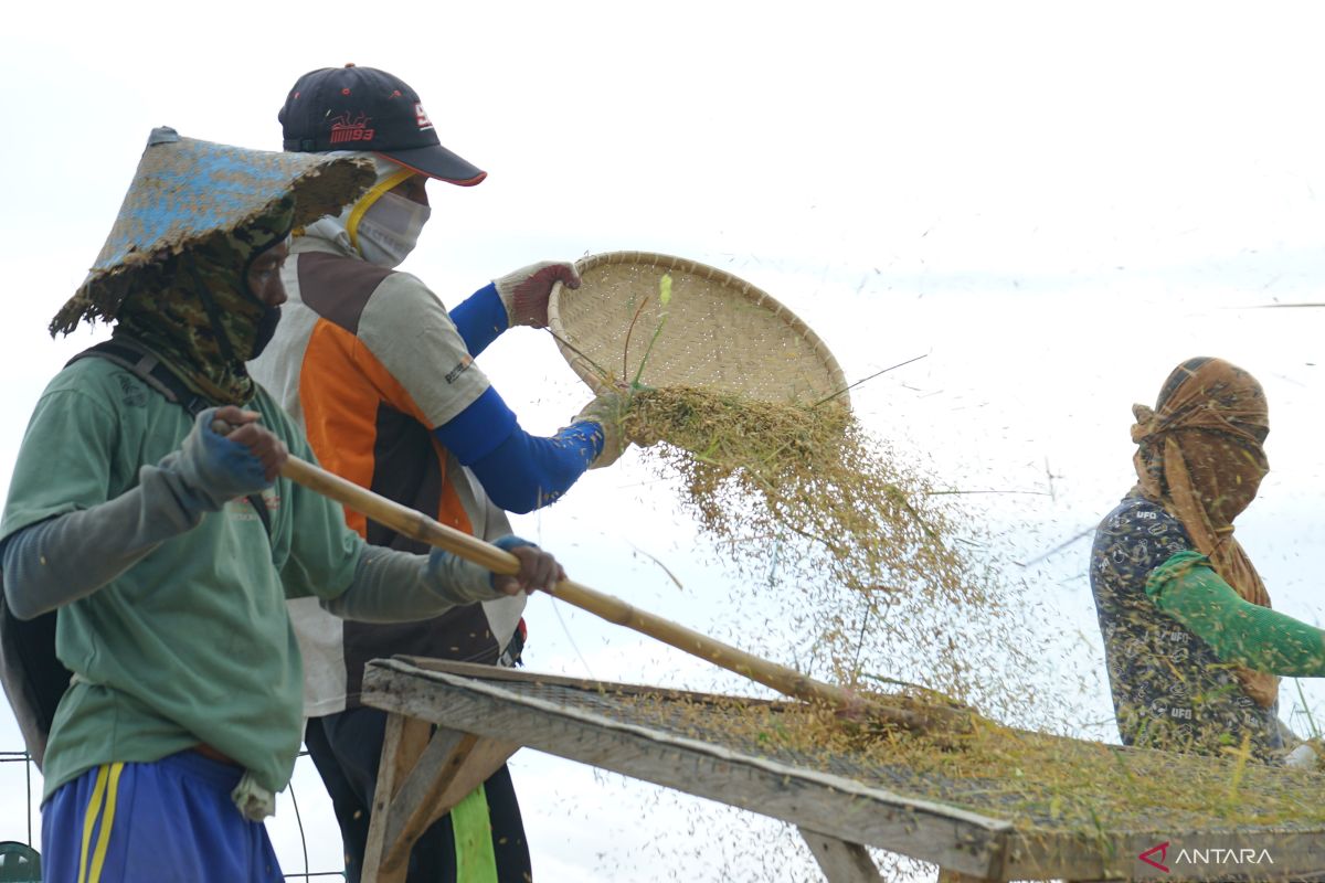 BPS: Daya beli petani Gorontalo meningkat