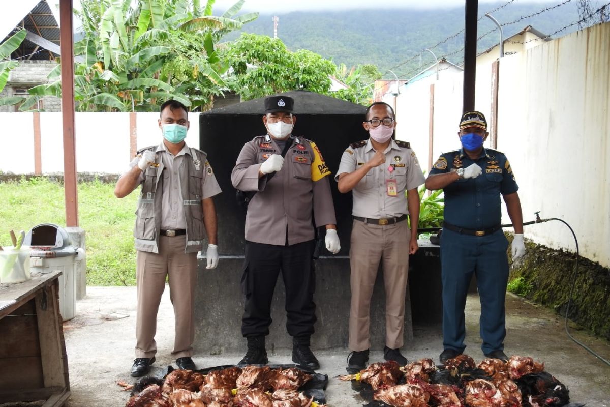 Karantina Ternate musnahkan unggas dewasa dan daging babi