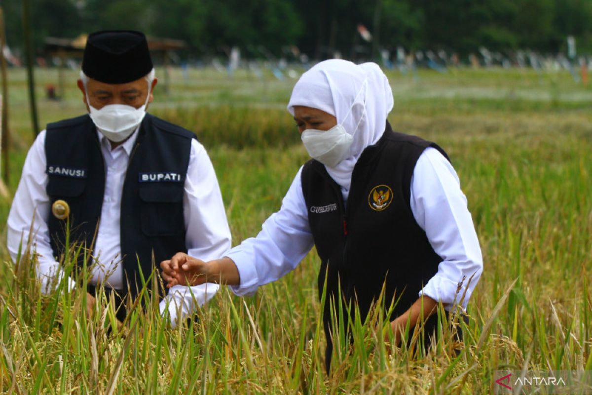 Agribisnis padi hibrida untuk swasembada beras