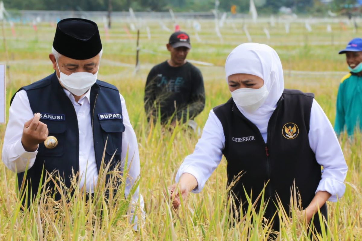 Gubernur Khofifah minta para petani percepat masa tanam padi