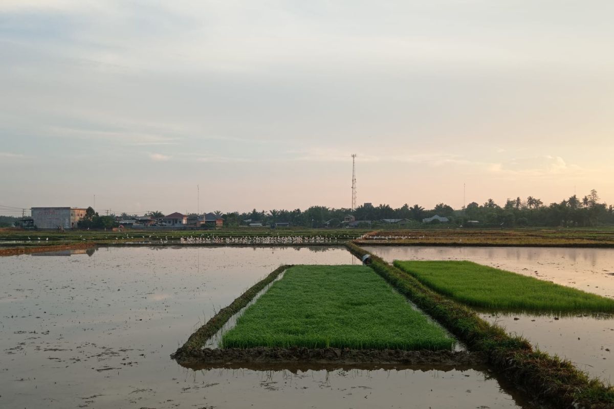 Petani Aceh Tamiang gagal tanam akibat banjir