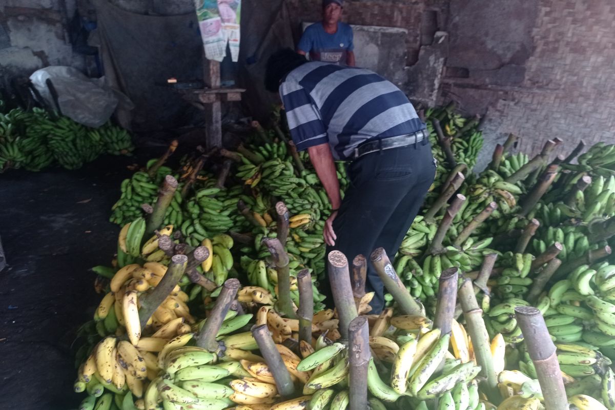 Permintaan pisang di Lebak selama Ramadhan meningkat