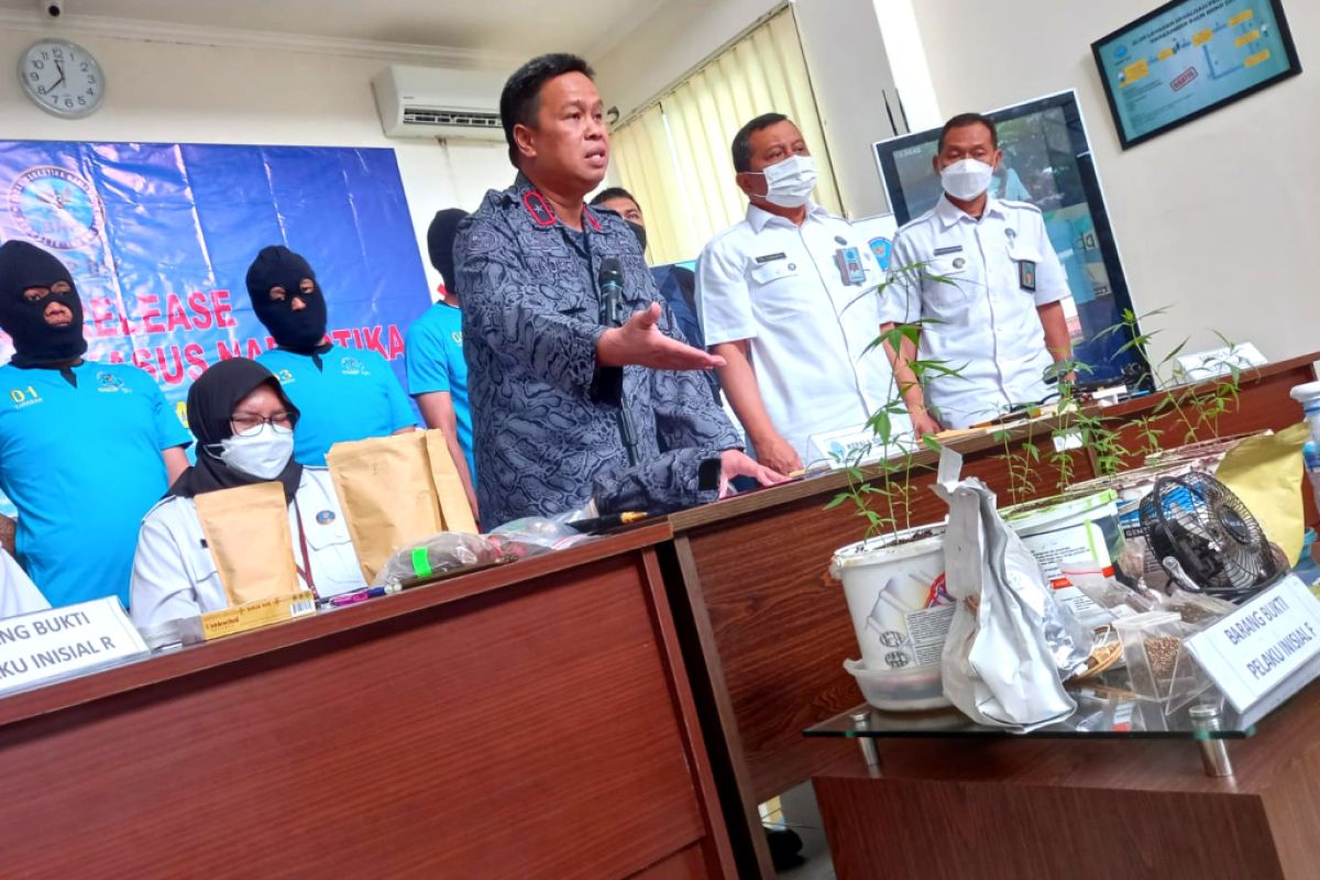 BNNP DIY menangkap penanam ganja dalam pot di Sleman