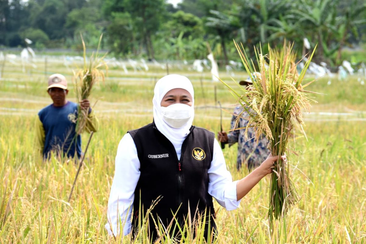 Pemprov Jatim  berkomitmen wujudkan swasembada pangan