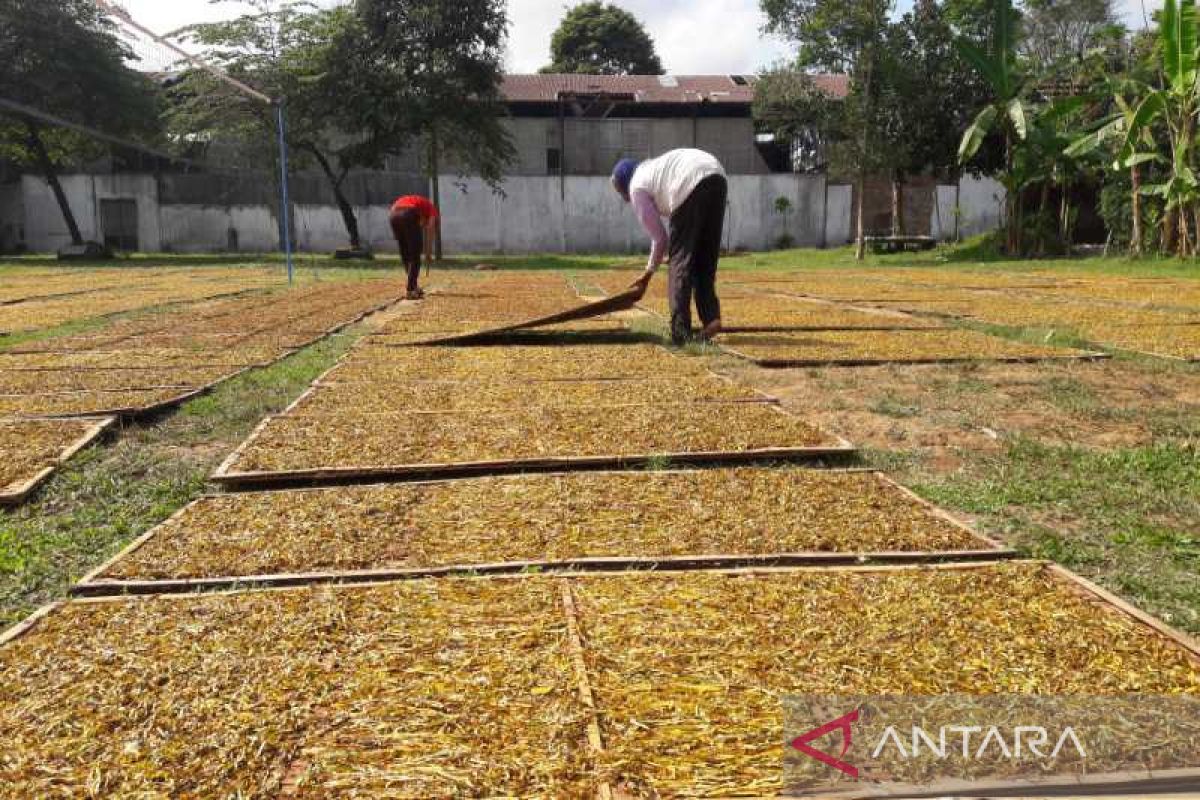 APTI berharap perda pertembakauan tingkatkan kesejahteraan petani