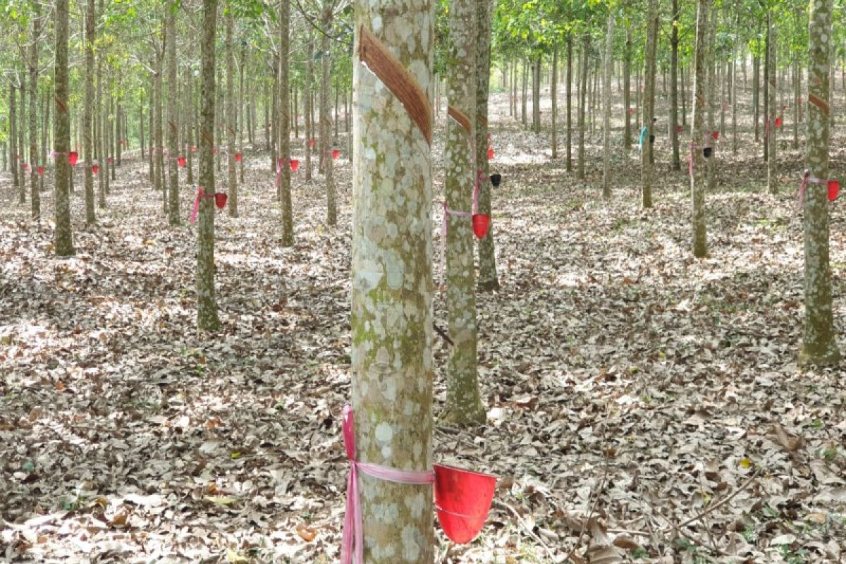 North Sumatra's rubber exports down 19.79% in Feb