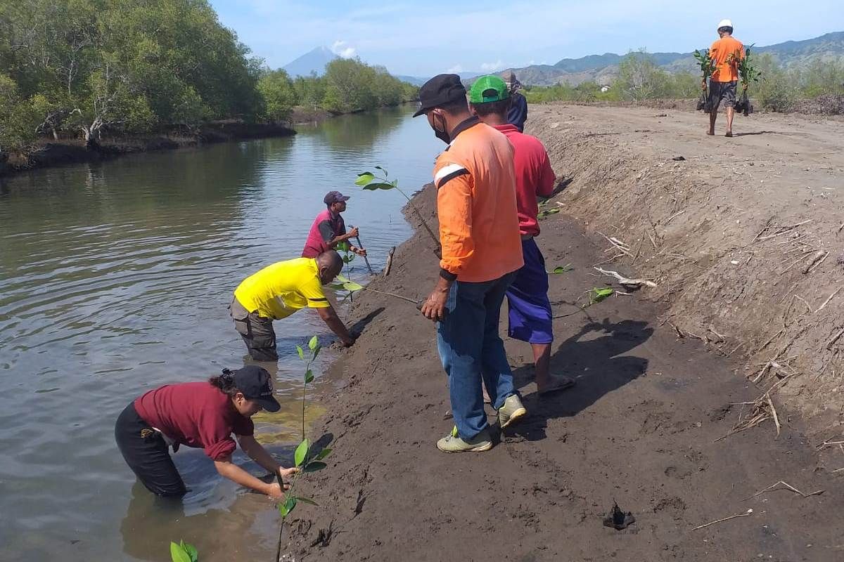 Pemkab Nagekeo tanam 1.000 anakan bakau hijaukan pantai