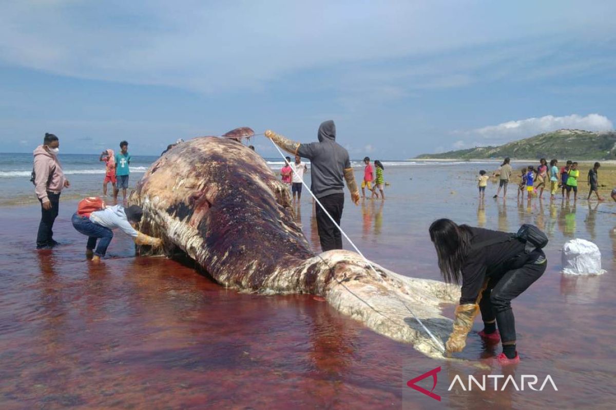 Dead sperm whale washes up on Wadumaddi Beach, Sabu Island