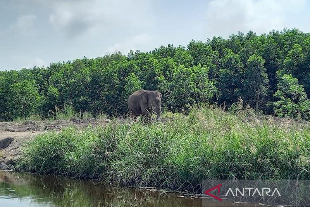 Gajah liar rusak tanaman warga di OKU Selatan