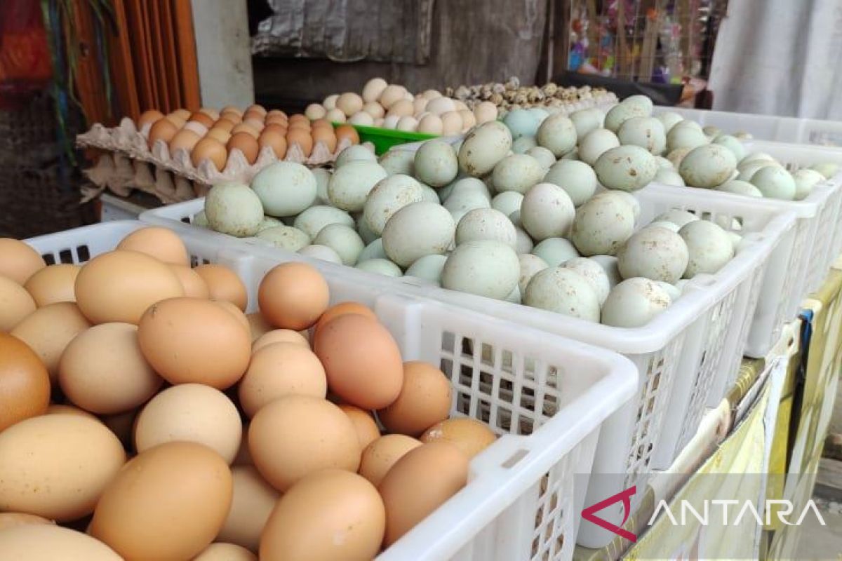 Kenaikan harga telur selama Ramadhan dinilai beratkan ibu rumah tangga