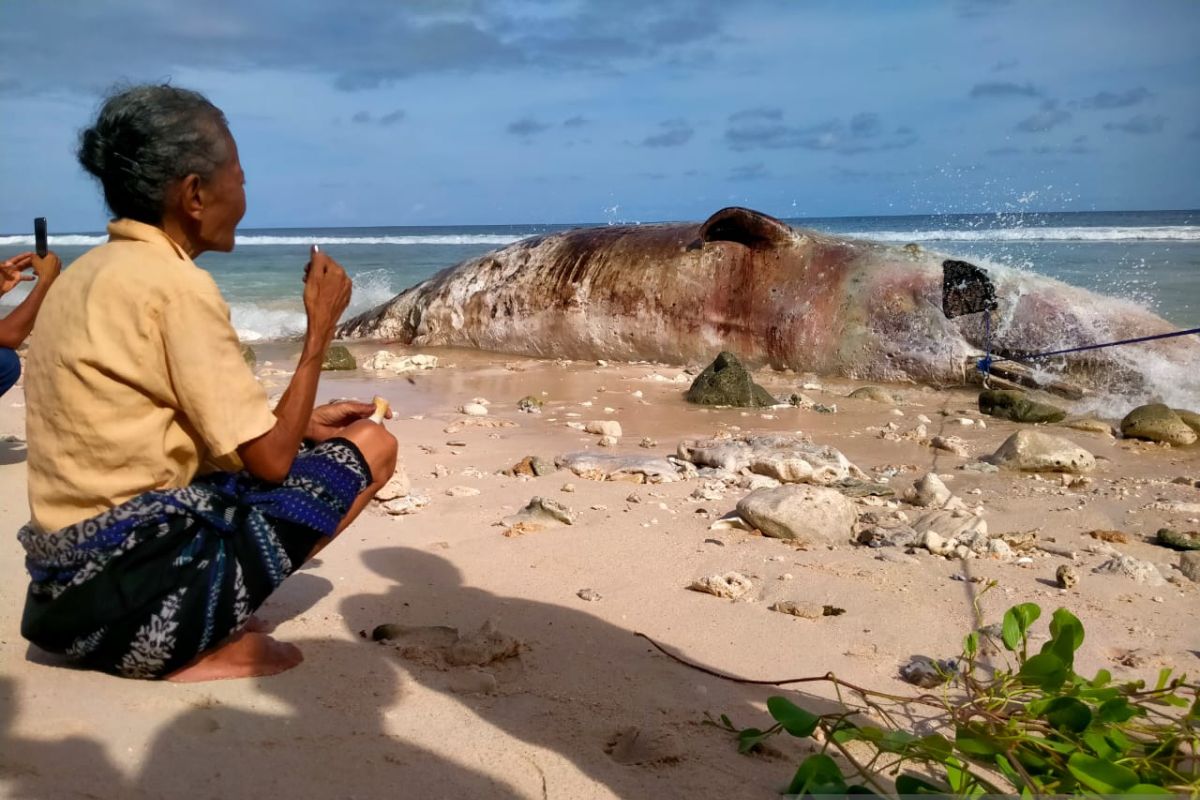 Tokoh adat Sabu Raijua gelar ritual penguburan paus