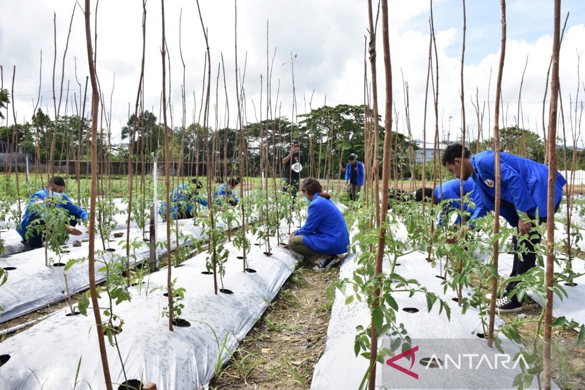 Mahasiswa Unpatti dibekali pengetahuan program mutiara Pattimura, wujudkan ketahanan pangan