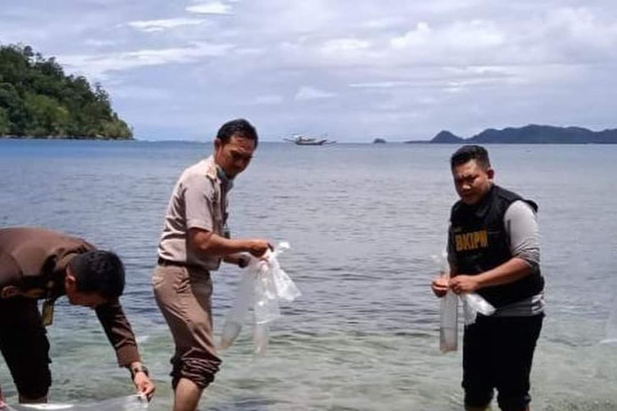 KKP dan Polda Jambi lepasliarkan 6.100 benur di Pantai Manjuto