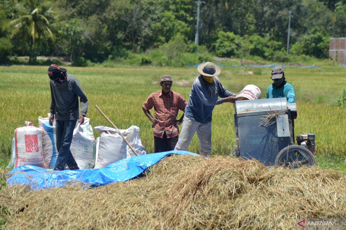 Pakar minta pemerintah waspadai produksi padi menurun saat La Nina