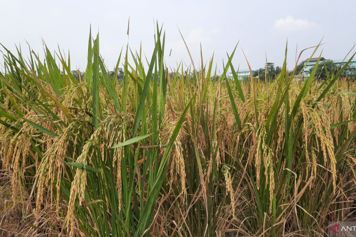 Pemkab Tangerang minta petani percepat masa tanam padi sebelum kemarau