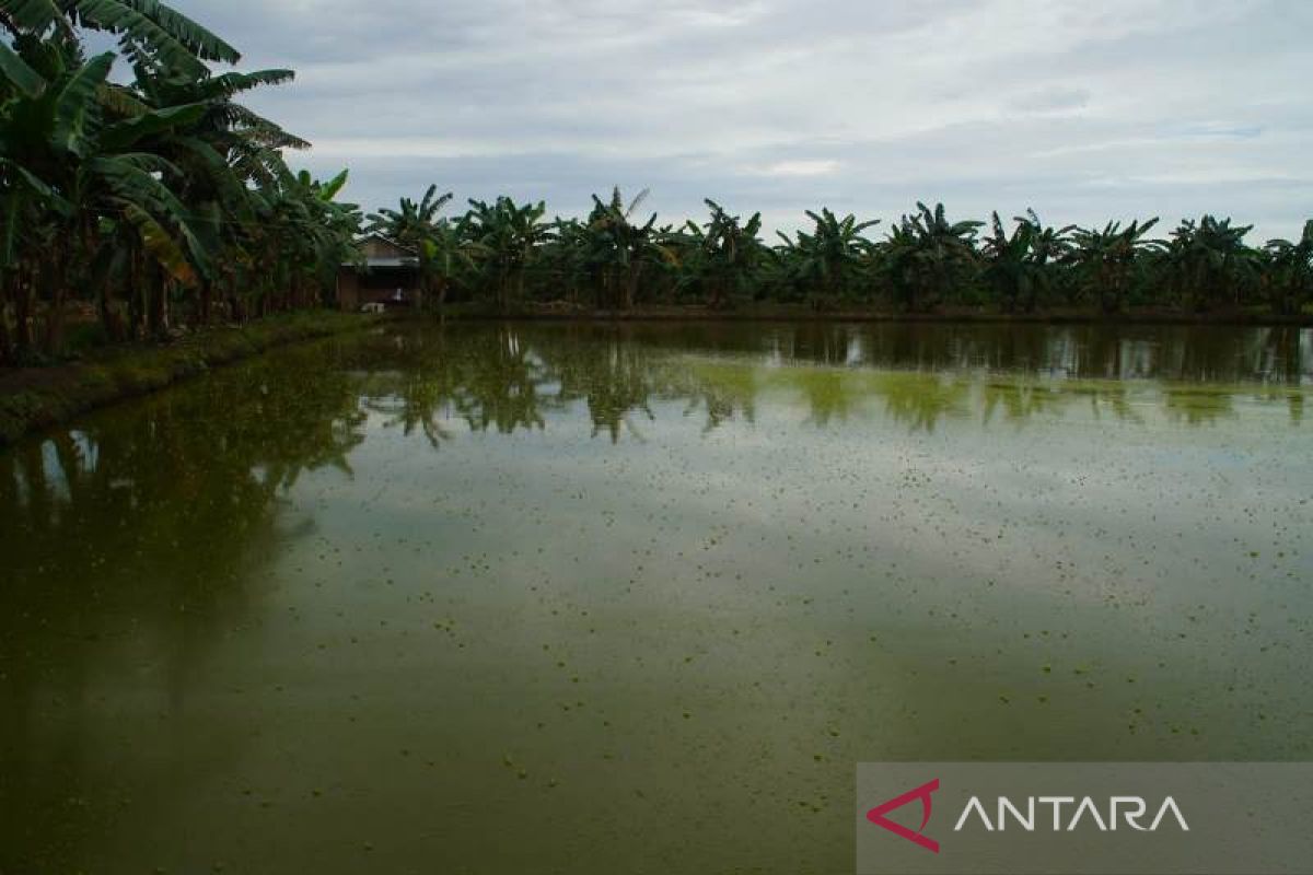 Desa Sebakung Jaya jadi kampung budi daya ikan patin