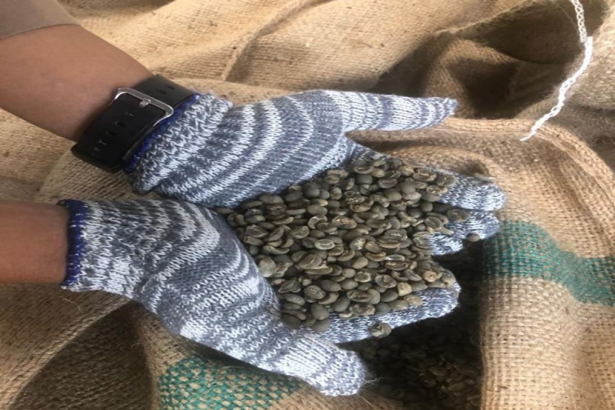 Baru beberapa bulan, ekspor kopi Sumatera Utara capai Rp1,480 triliun