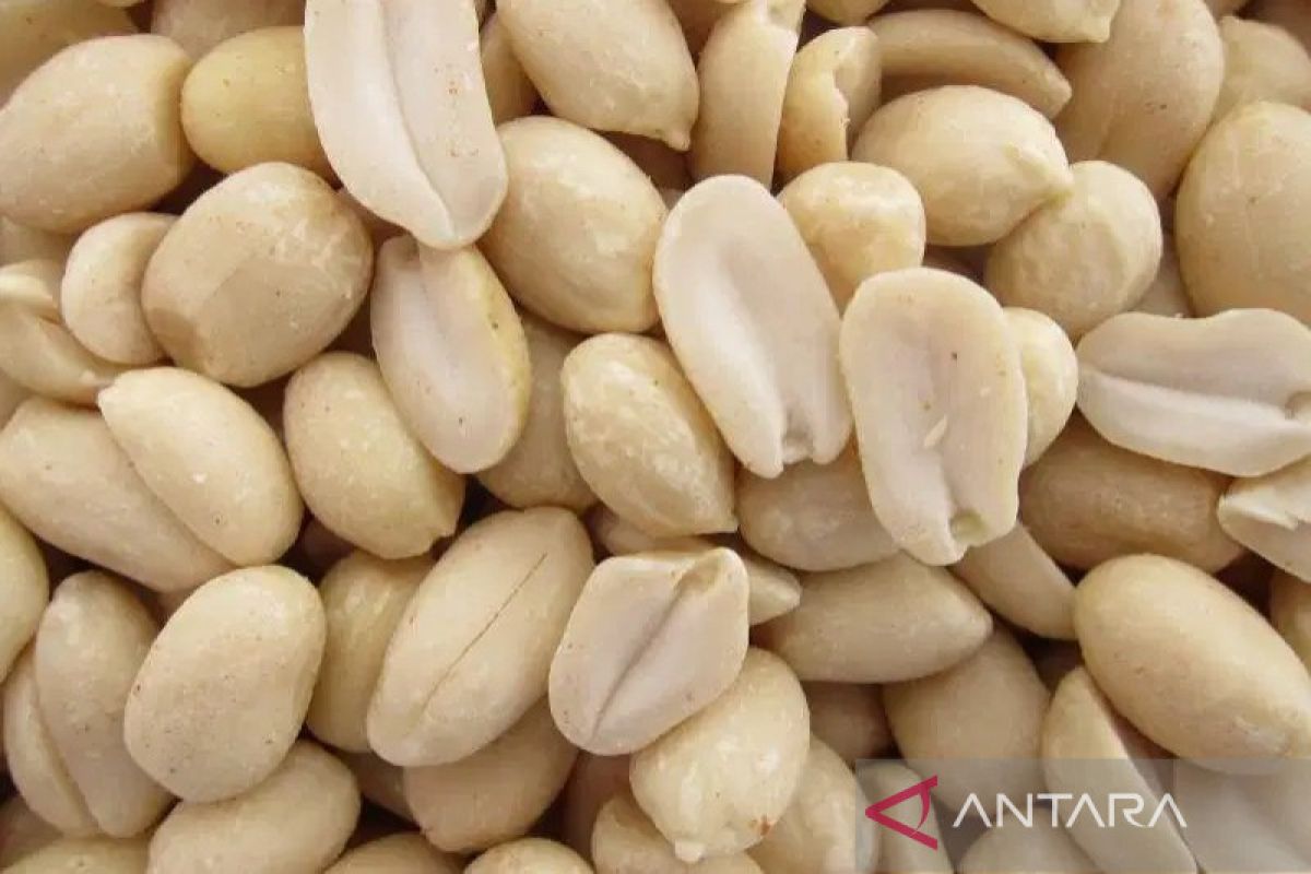 Harga kacang tanah naik di Sumut didorong permintaan meningkat