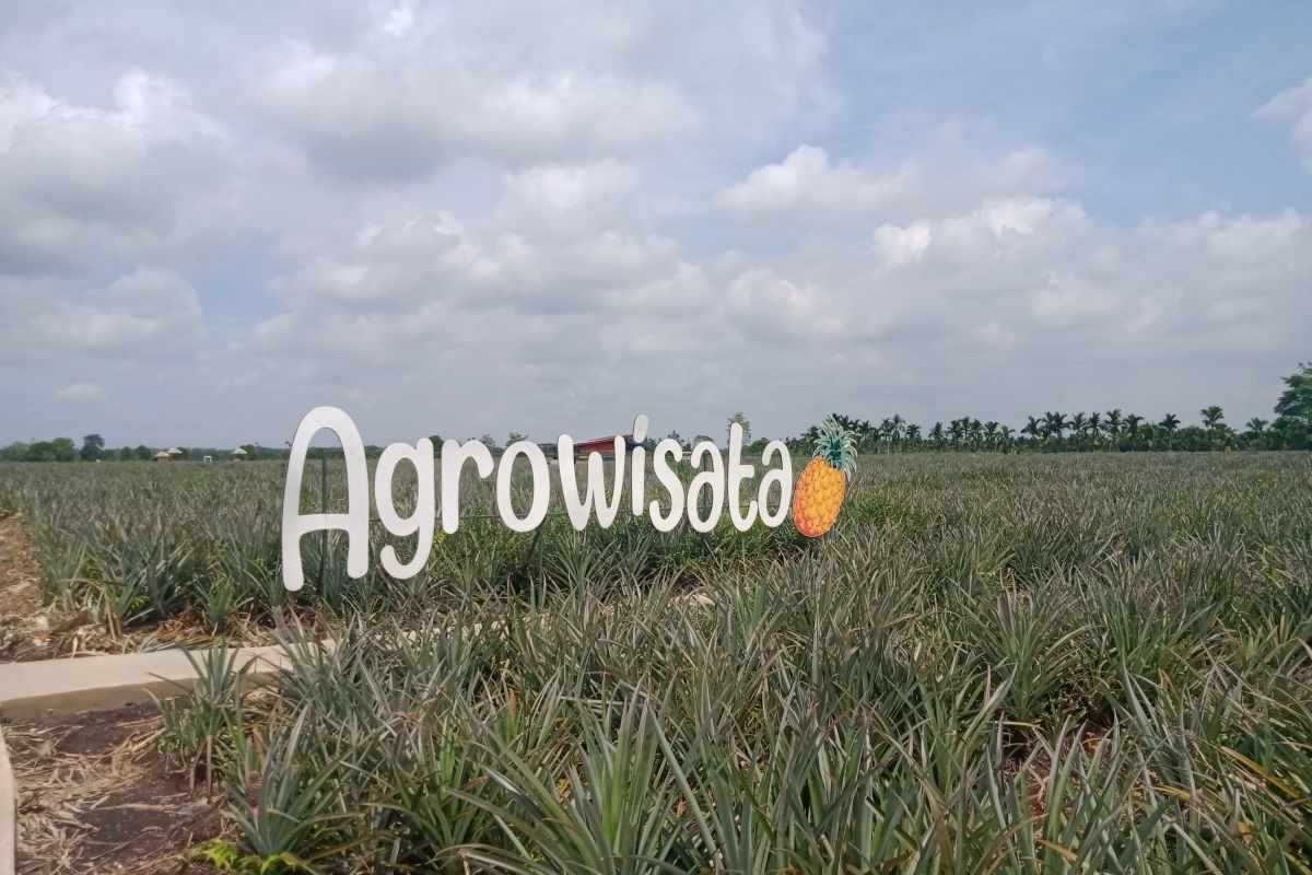 Agrowisata Nanas Desa Tangkit terus menata diri