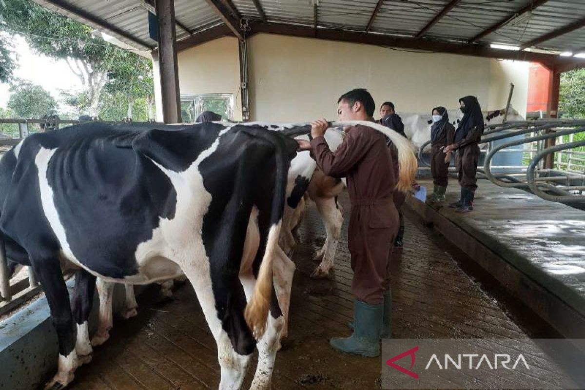 Prodi Kesehatan Hewan Polbangtan Kementan periksa rutin hewan ternak di Teaching Factory