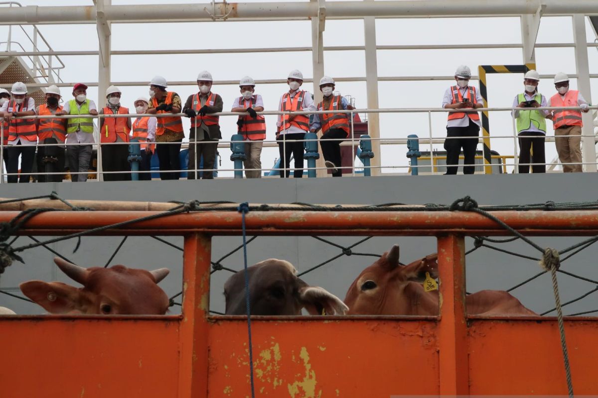 BUMN Berdikari mobilisasi 5.000 sapi ke Jabodetabek dan Bandung Raya