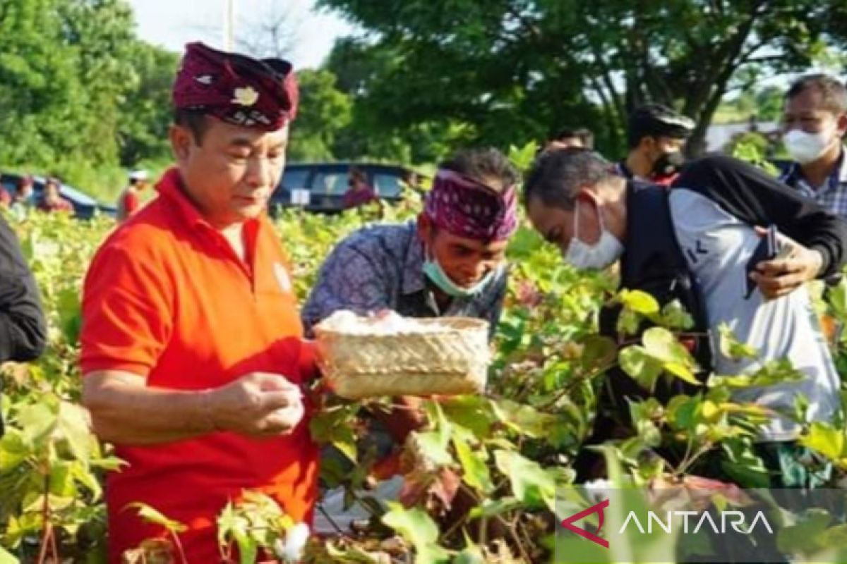 Bupati siap wujudkan Karangasem sebagai sentra kapas di Bali