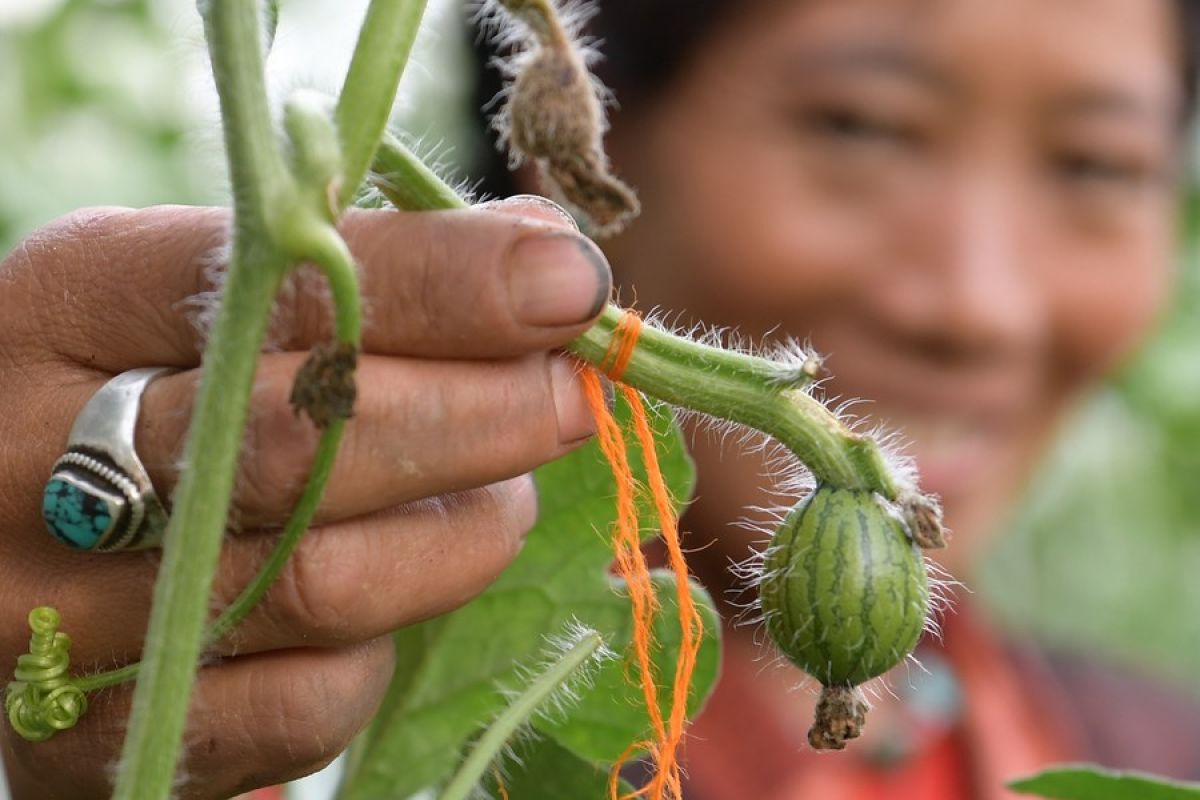 Pakar China ungkap dasar variasi genetik dalam ukuran biji semangka
