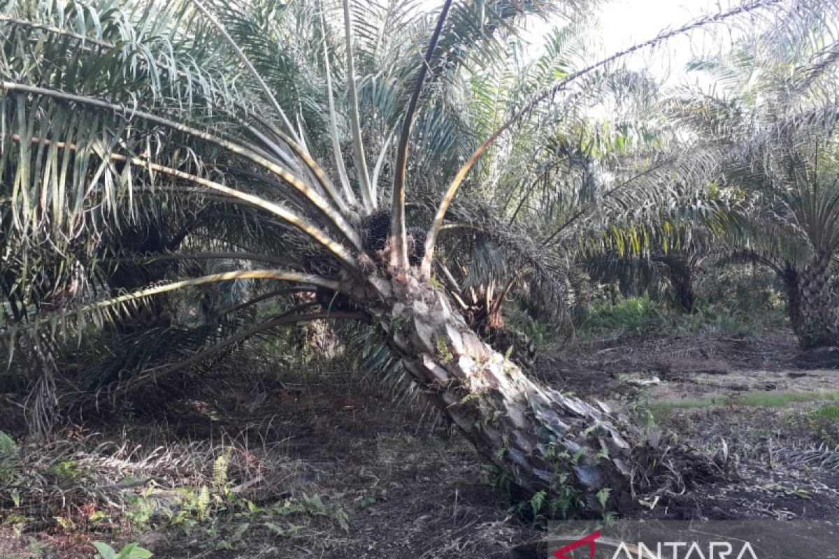 Dua kelompok tani Mukomuko terima dana peremajaan sawit