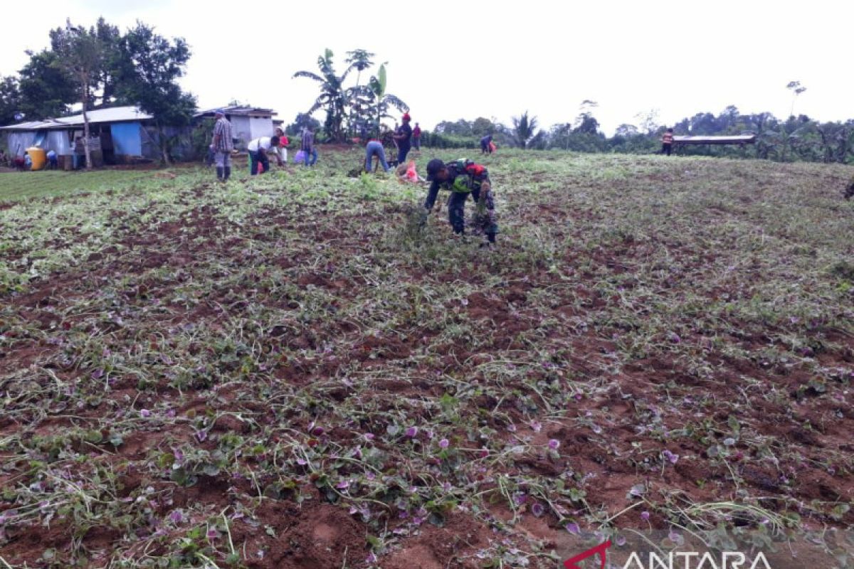 Babinsa Biak bantu warga panen hasil perkebunan