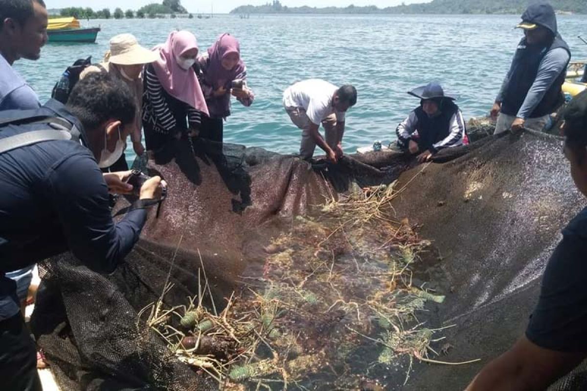 Harga lobster turun drastis