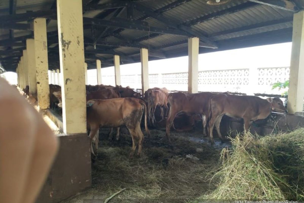 1.883 sapi yang dibeli Pemrov Riau di Jatim segera dikirim secara bertahap