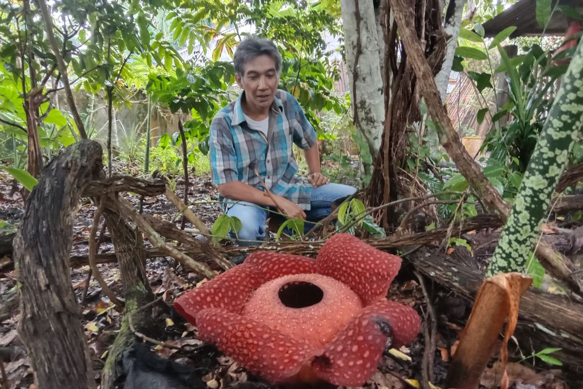 Bunga rafflesia mekar sempurna di halaman rumah warga Agam