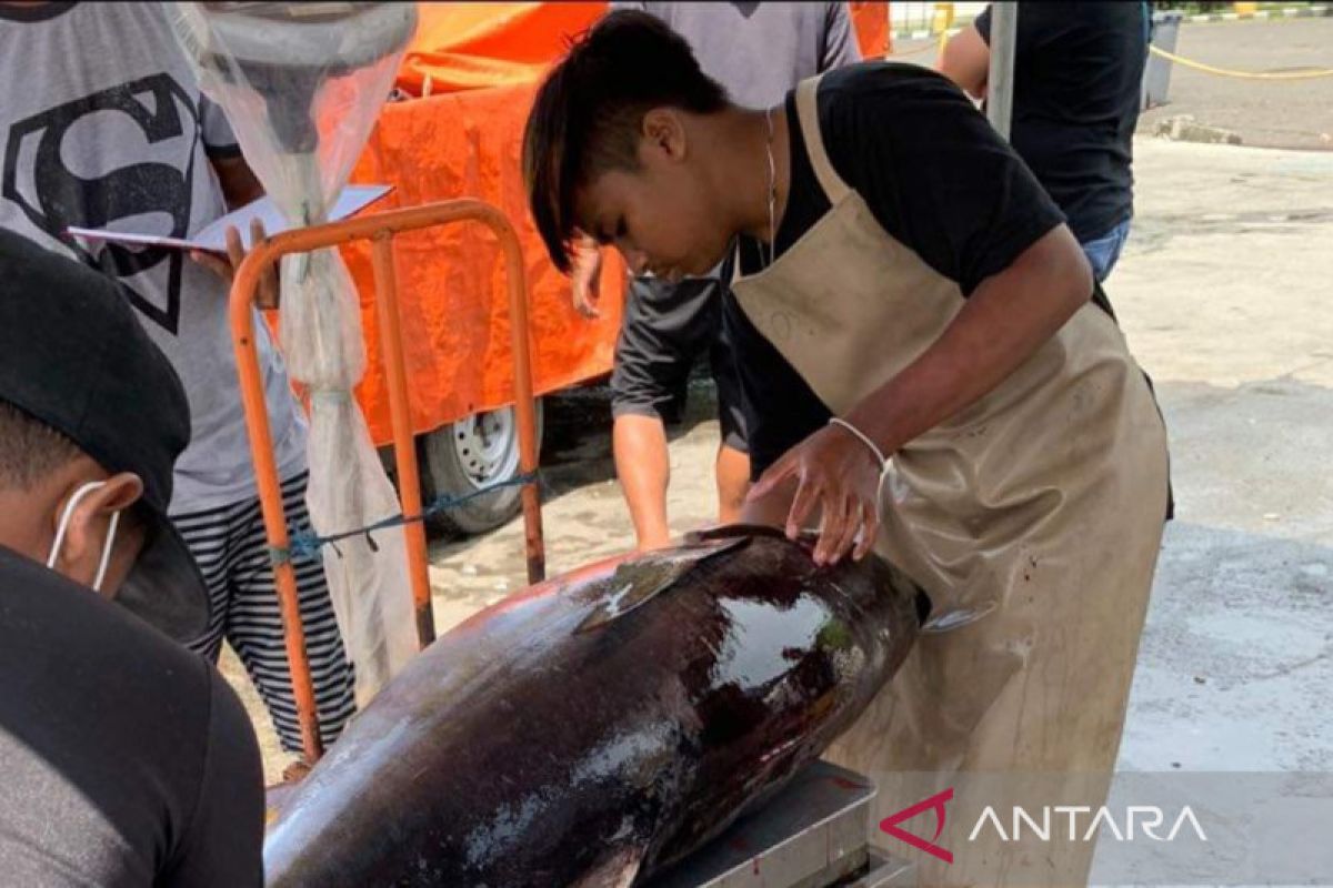 Pemkot Bitung membangkitkan kembali sektor perikanan