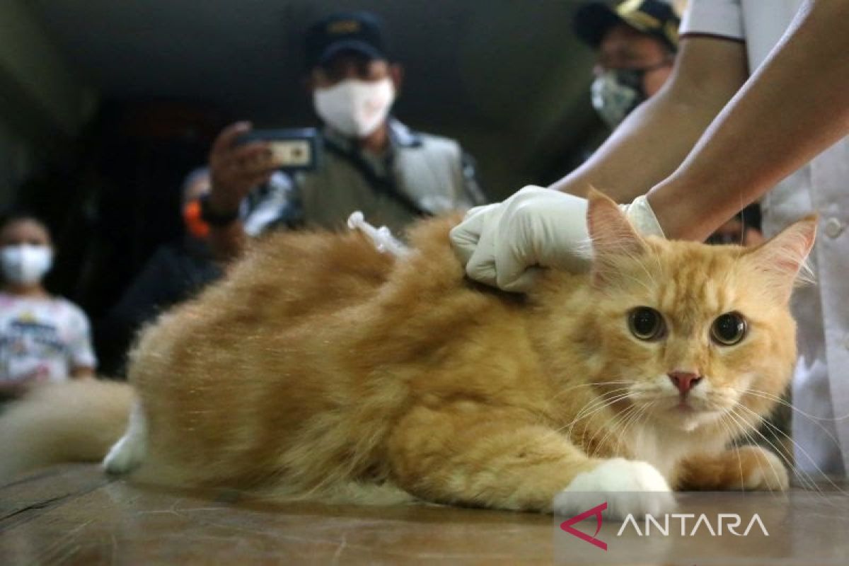 Jakpus sterilisasi kucing peliharaan warga untuk mencegah rabies