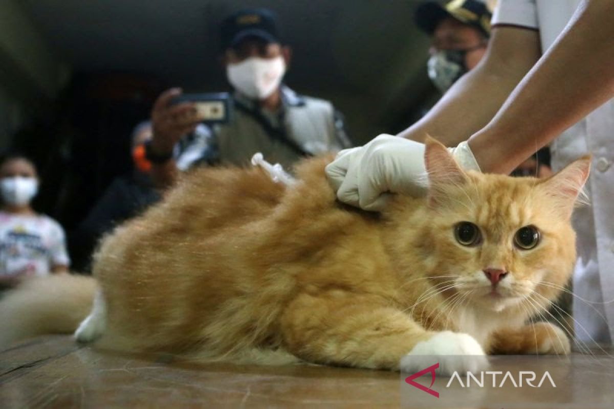 Dinas Pertanian Kota Solok berikan vaksinasi rabies untuk hewan peliharaan