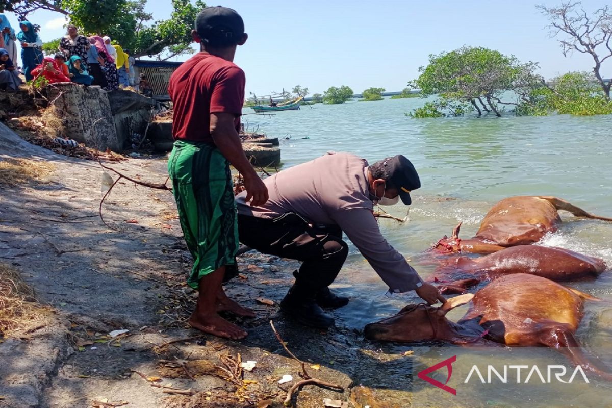 Belasan sapi mati ditemukan mengambang di perairan Pantai Sampang