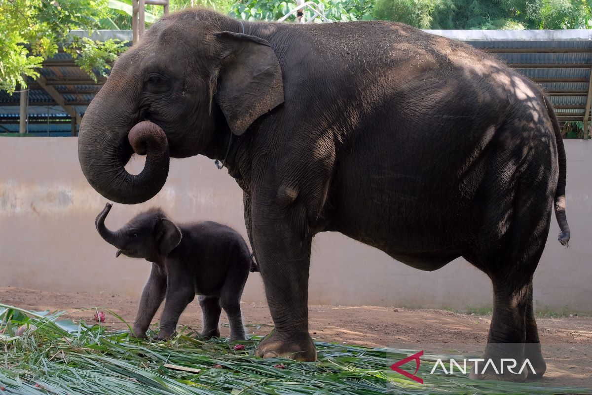 Gajah Sumatera lahirkan anak pertama di Bali Zoo