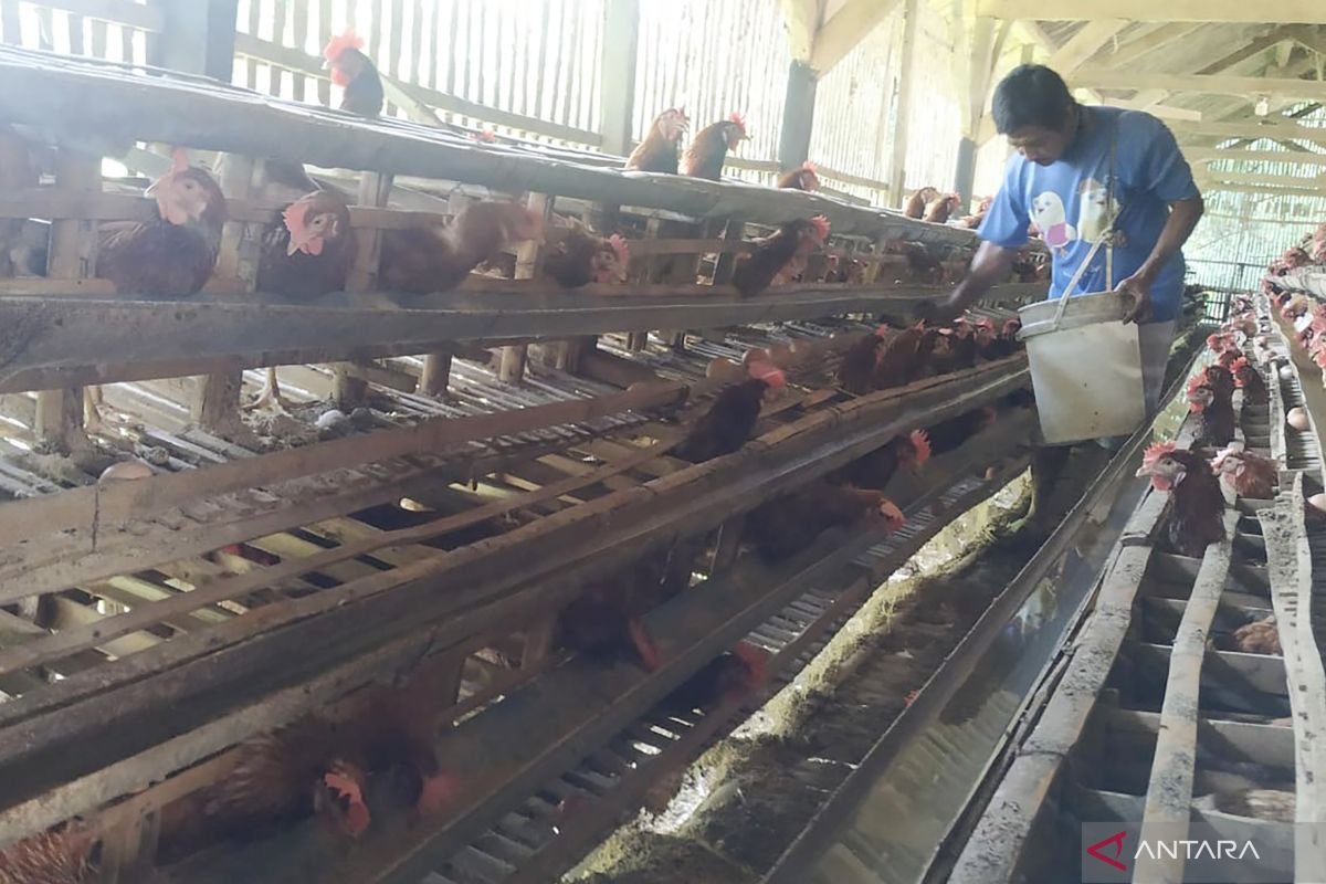 Harga telur ayam di tingkat peternak terus naik sejak awal Ramadhan