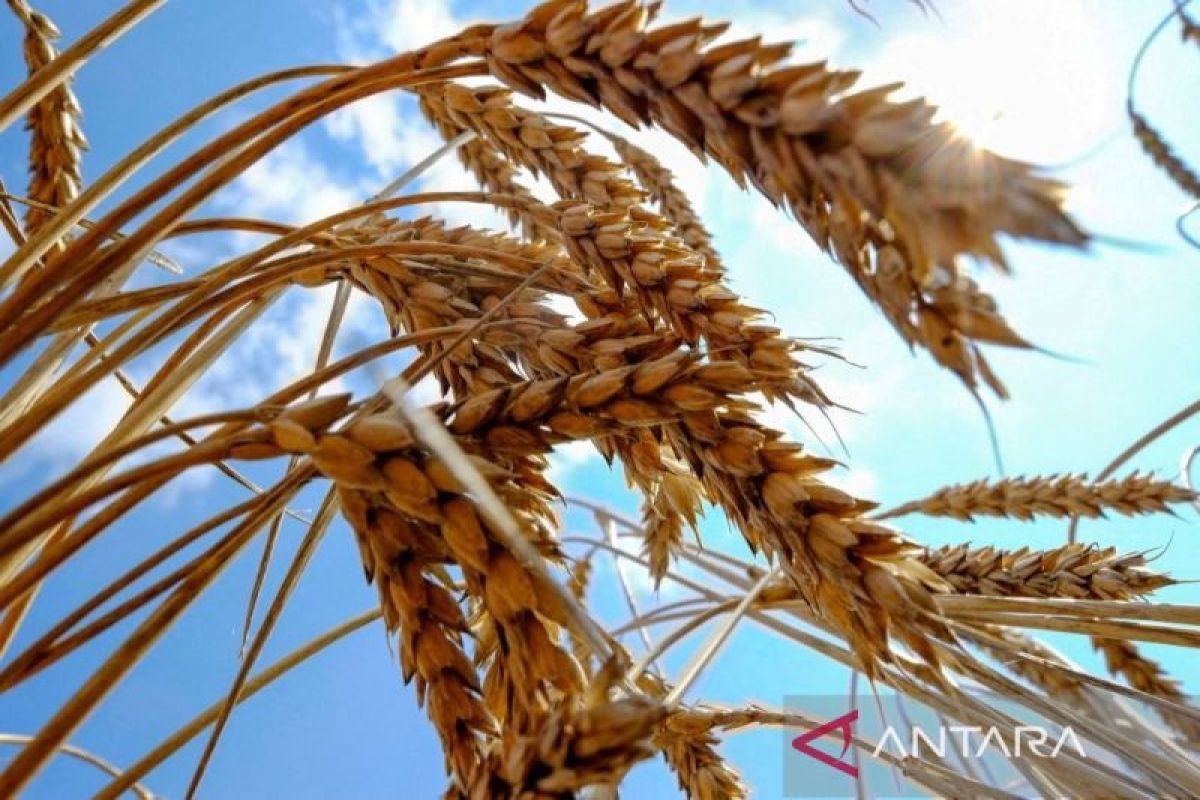 Turki dukung rencana PBB untuk lanjutkan ekspor gandum Ukraina